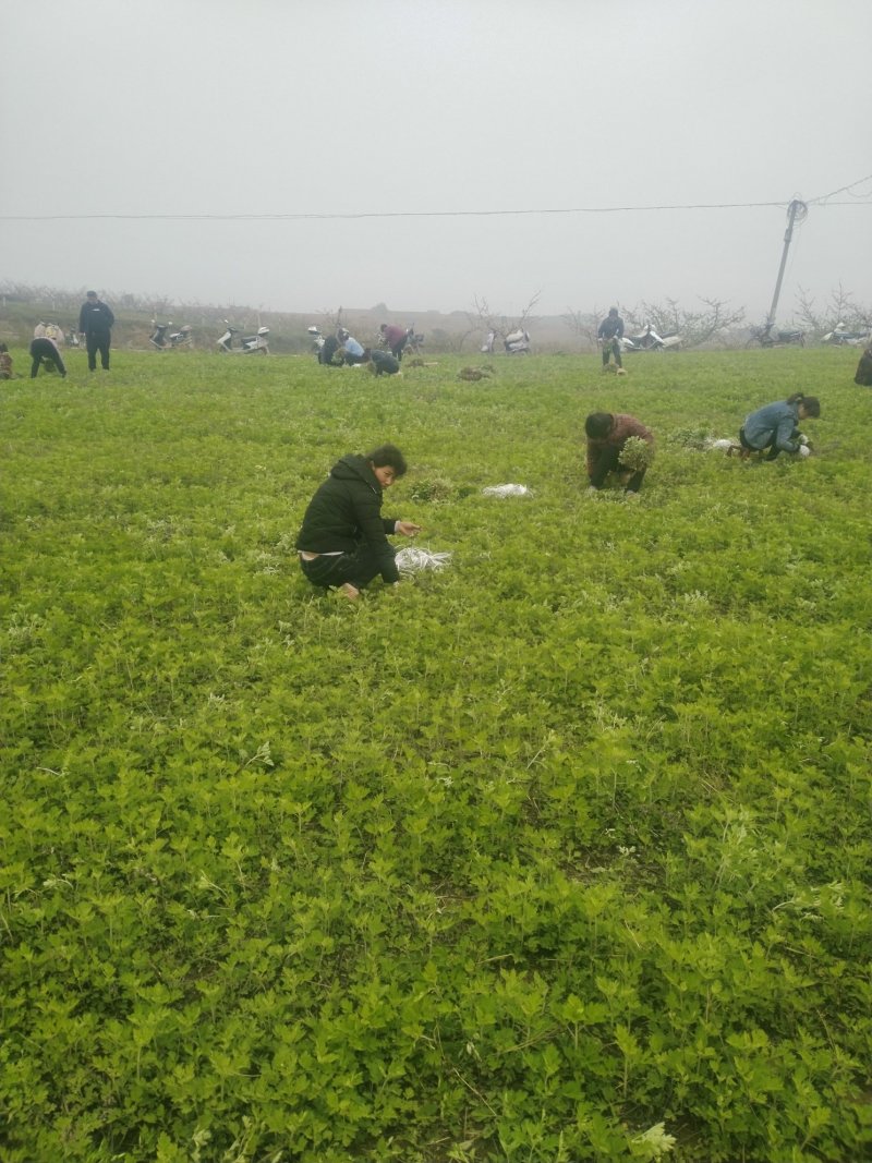 端午艾草苗，大叶，出绒率高，量大，基地直供，包回收！