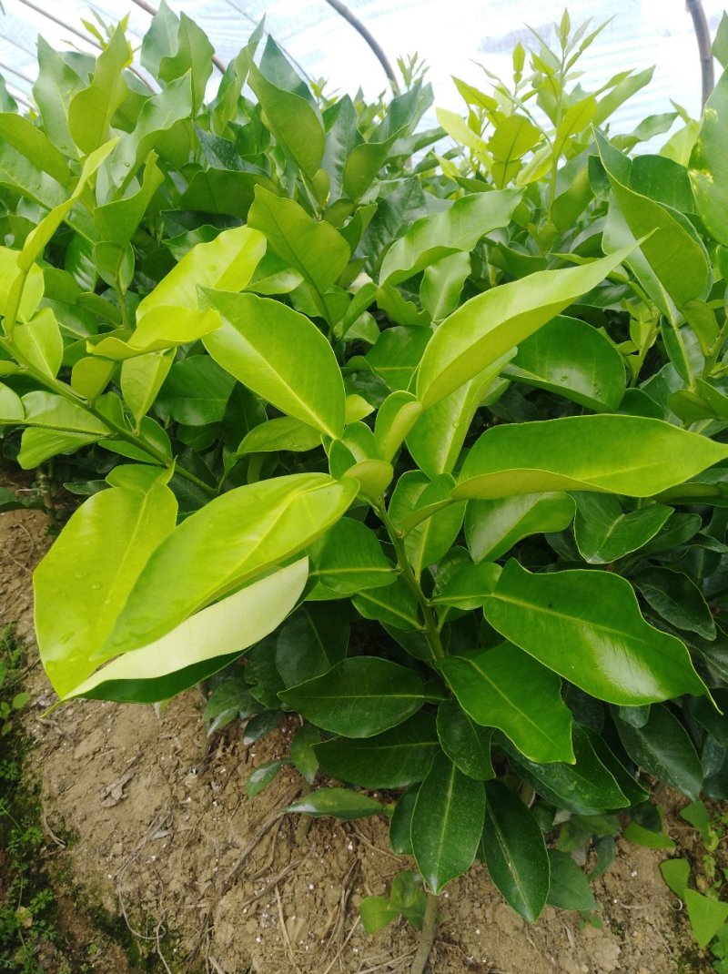 正宗平和三红蜜柚苗(1年苗)60厘米起欢迎来电咨询