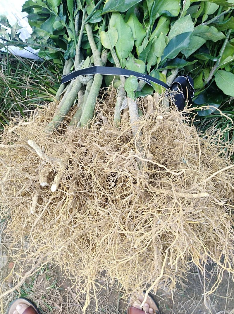 正宗平和三红蜜柚苗(1年苗)60厘米起欢迎来电咨询