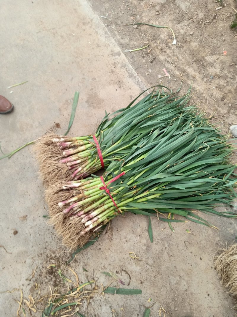 新鲜蒜苗