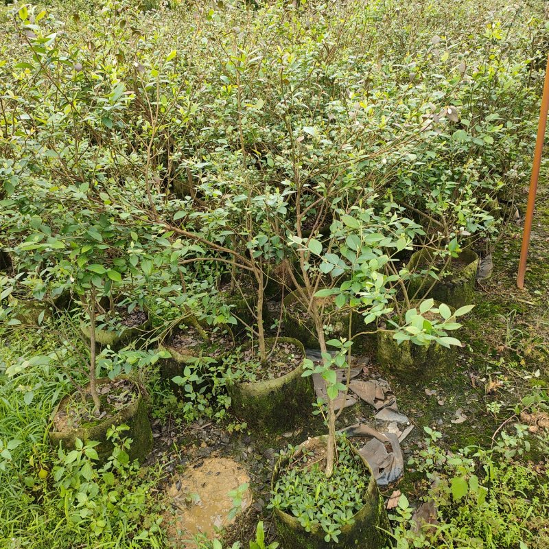 蓝莓树苗庭院盆栽果树苗当年开花结果耐寒好养