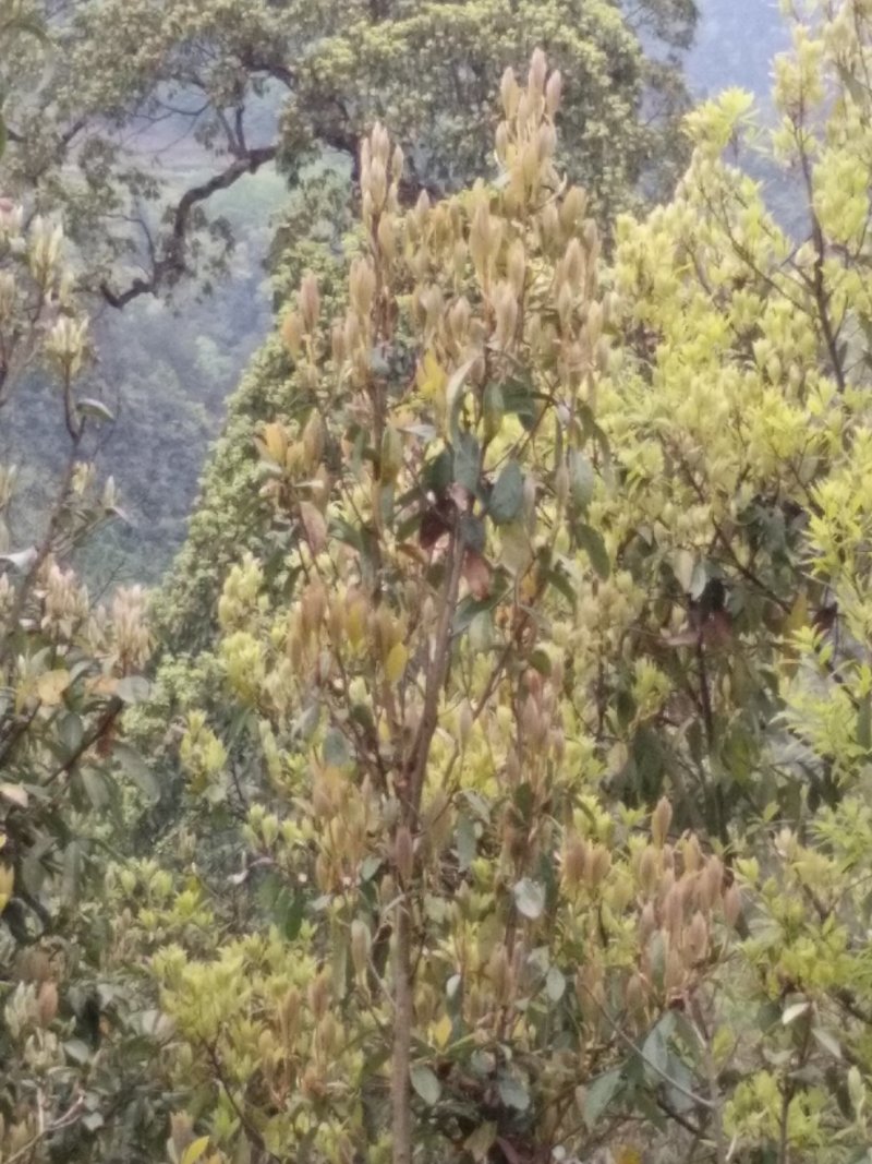 纯手工老鹰茶
