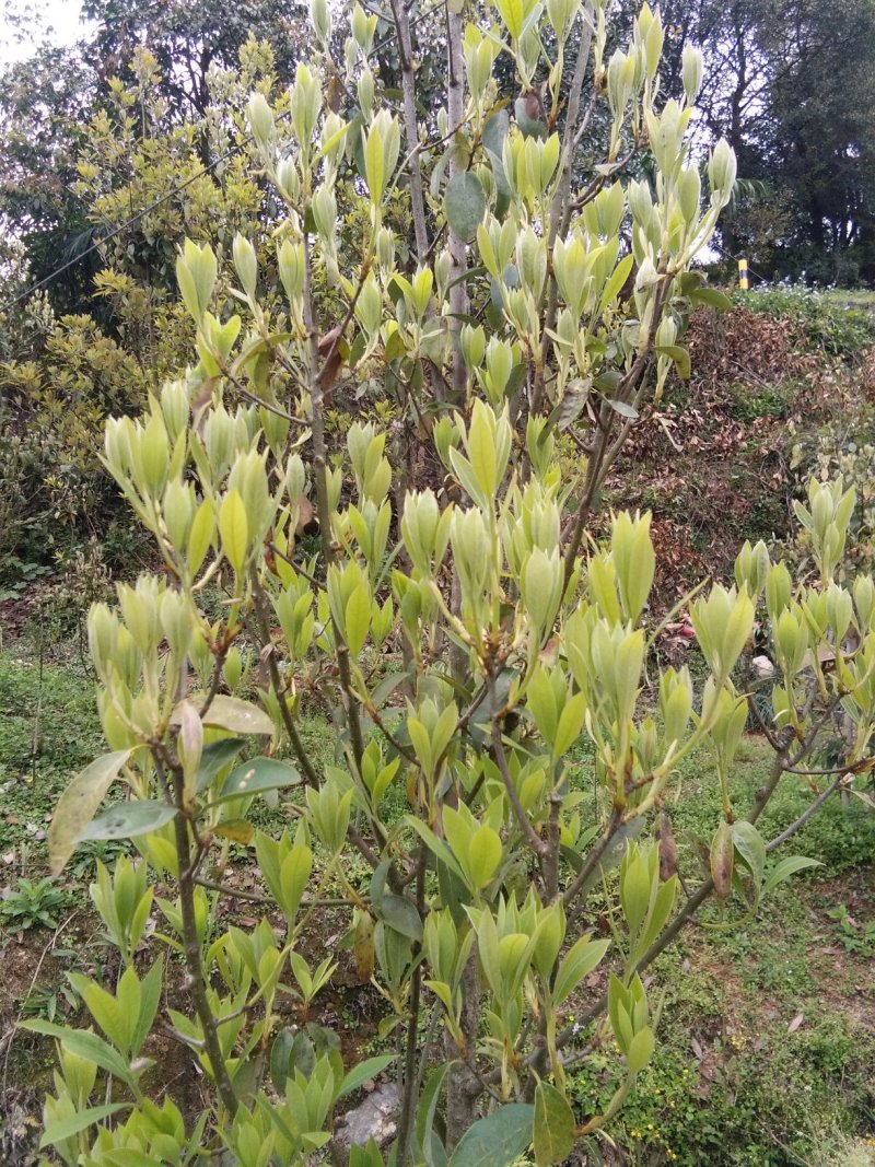 纯手工老鹰茶