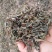 纯手工老鹰茶