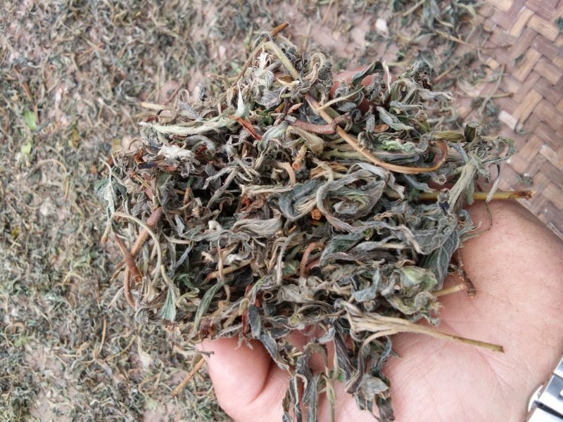 纯手工老鹰茶