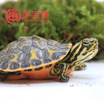 火焰龟苗大小乌龟活体深水龟宠物观赏龟