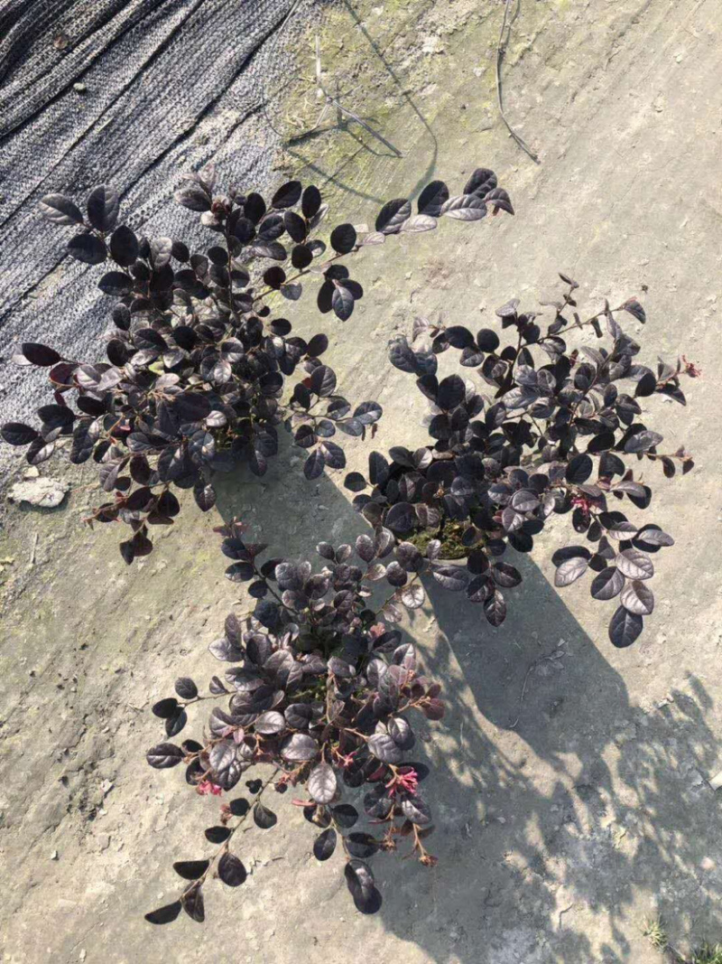 苗圃直供红花檵木，20-40公分红积木容器苗