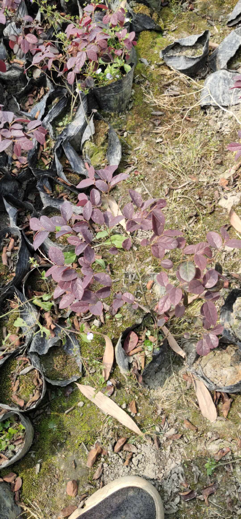 苗圃直供红花檵木，20-40公分红积木容器苗