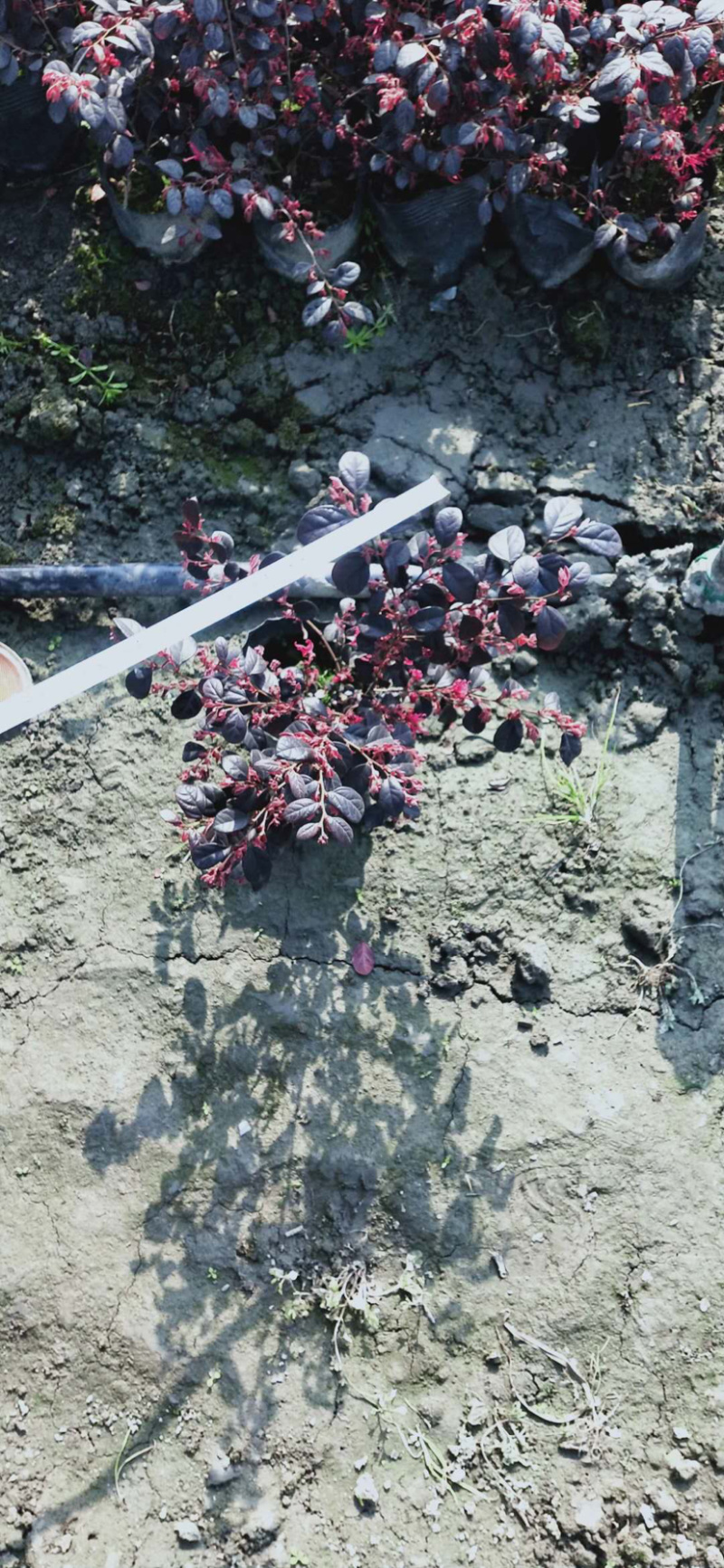 苗圃直供红花檵木，20-40公分红积木容器苗