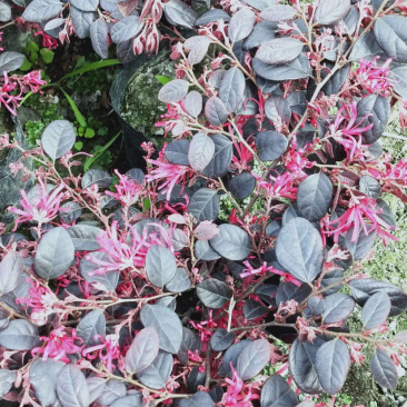 苗圃直供红花檵木，20-40公分红积木容器苗