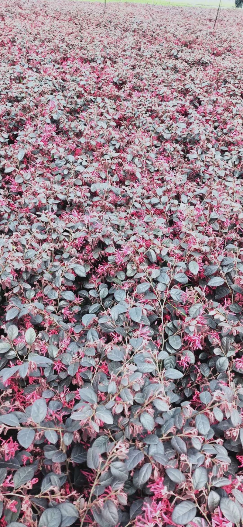 苗圃直供红花檵木，20-40公分红积木容器苗