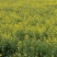 2022年油菜花蜜纯蜂蜜成熟结晶蜂蜜包邮农家好蜜