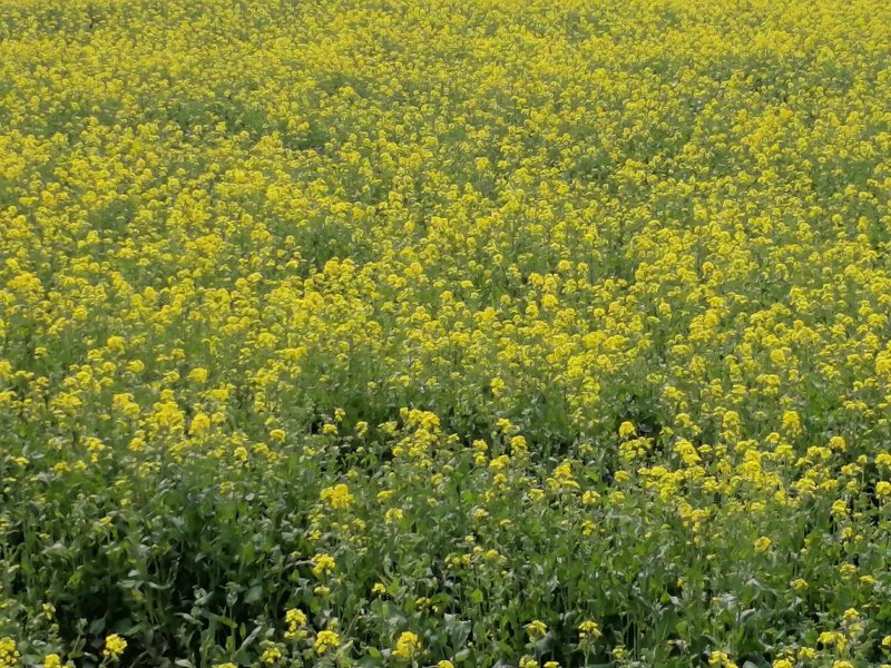 2022年油菜花蜜纯蜂蜜成熟结晶蜂蜜包邮农家好蜜
