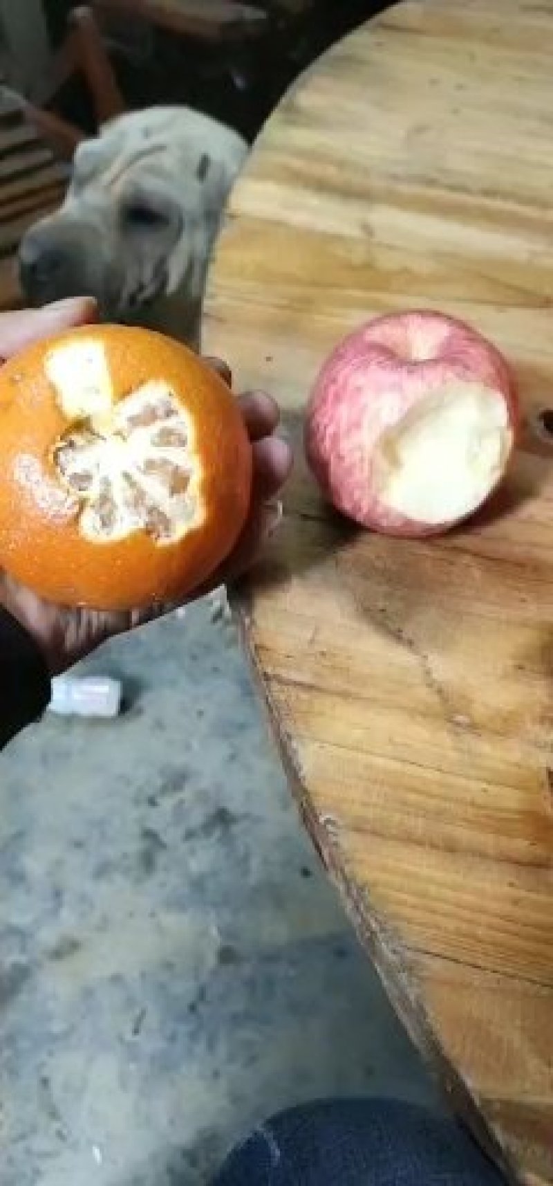无核荔枝苗。木波萝苗，沃柑苗，杨梅苗，金煌芒果苗，