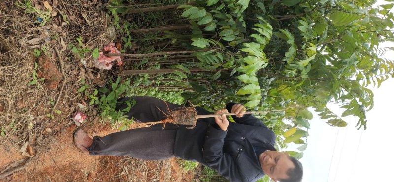 无核荔枝苗。木波萝苗，沃柑苗，杨梅苗，金煌芒果苗，