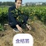 无核荔枝苗。木波萝苗，沃柑苗，杨梅苗，金煌芒果苗，