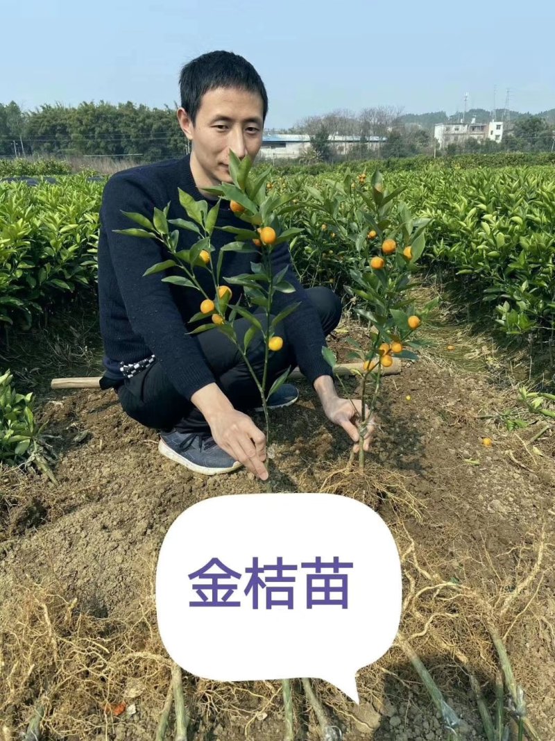 无核荔枝苗。木波萝苗，沃柑苗，杨梅苗，金煌芒果苗，