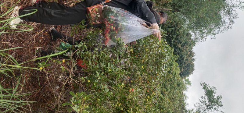 无核荔枝苗。木波萝苗，沃柑苗，杨梅苗，金煌芒果苗，