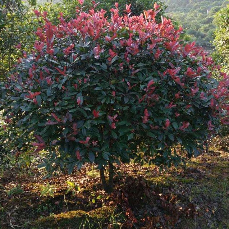 精品红叶石楠球，规格全，基地直供，标准化种植，保成活率