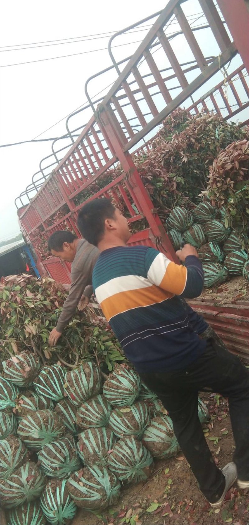 精品红叶石楠球，规格全，基地直供，标准化种植，保成活率