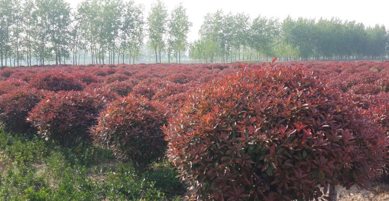 精品红叶石楠球，规格全，基地直供，标准化种植，保成活率