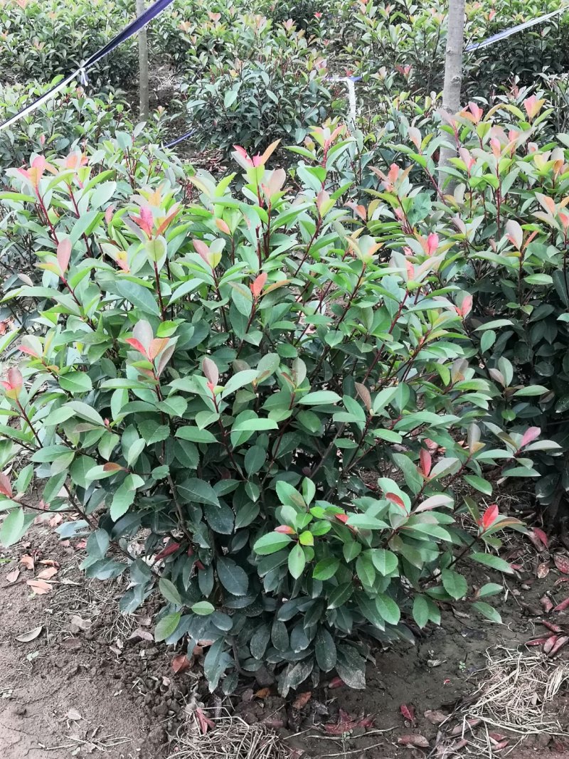 精品红叶石楠球，规格全，基地直供，标准化种植，保成活率