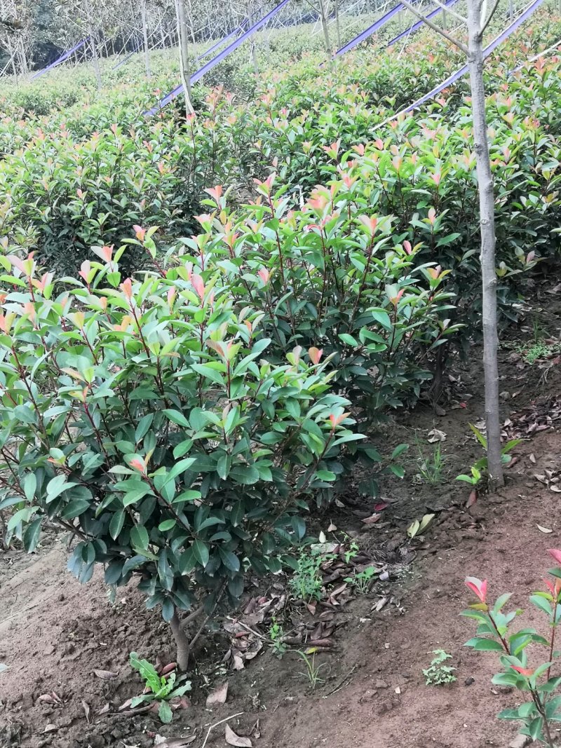 精品红叶石楠球，规格全，基地直供，标准化种植，保成活率