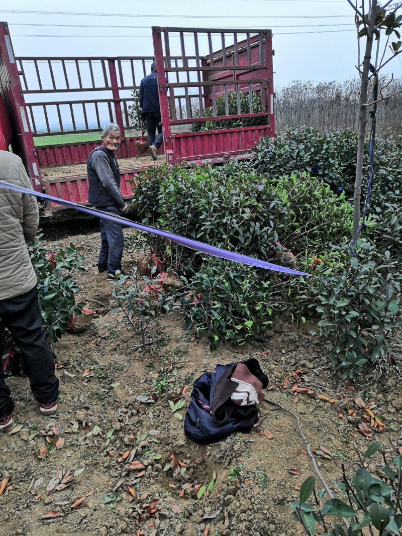 精品红叶石楠球，规格全，基地直供，标准化种植，保成活率