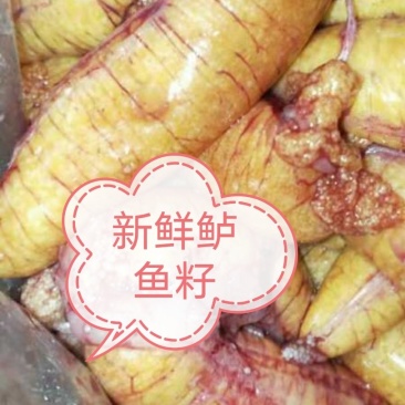 鲈鱼籽