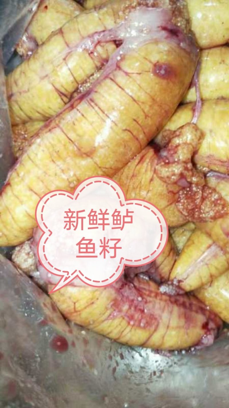 鲈鱼籽