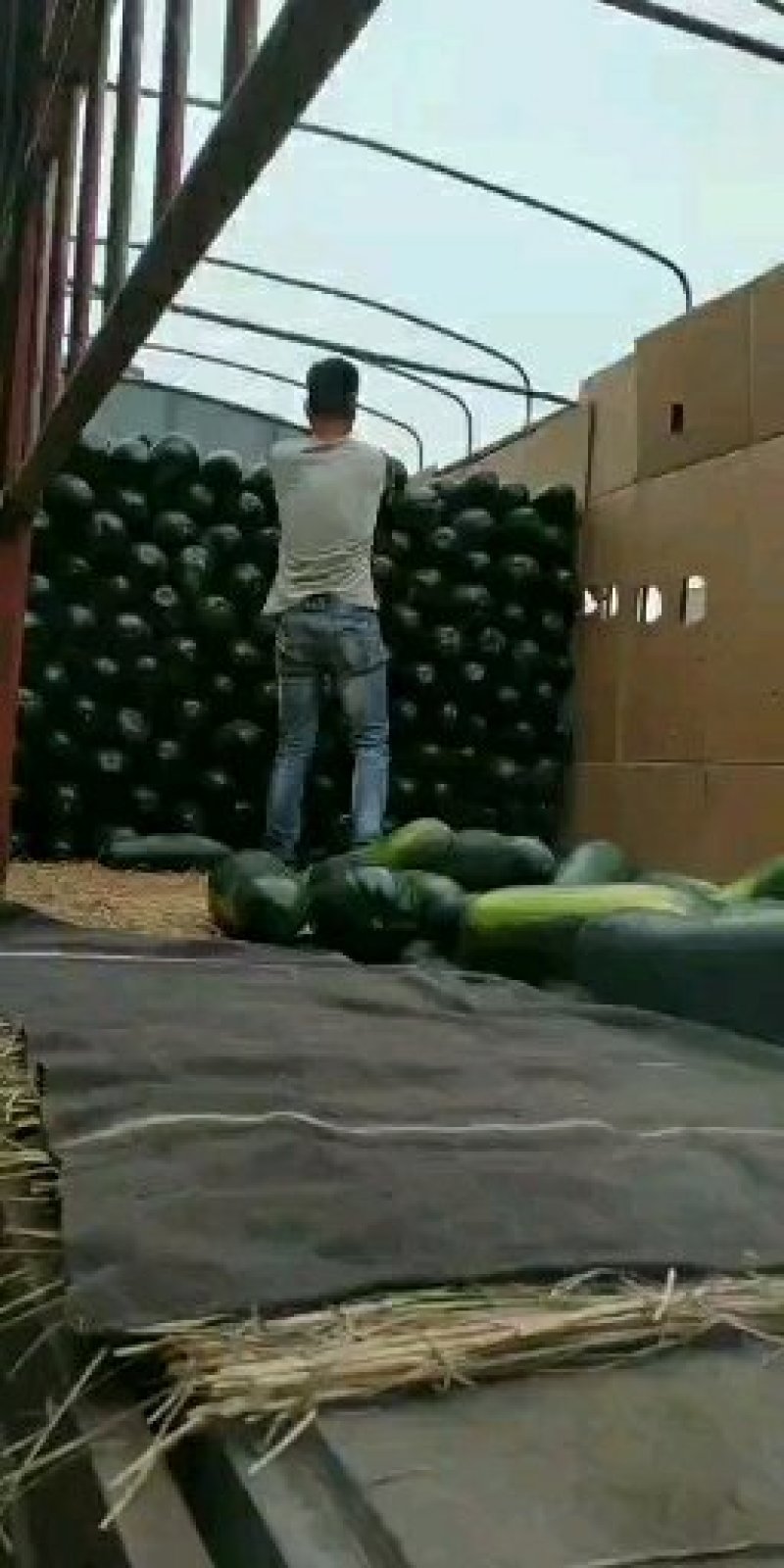 精品地冬瓜大量上市产地直销一手货源保质保量批发