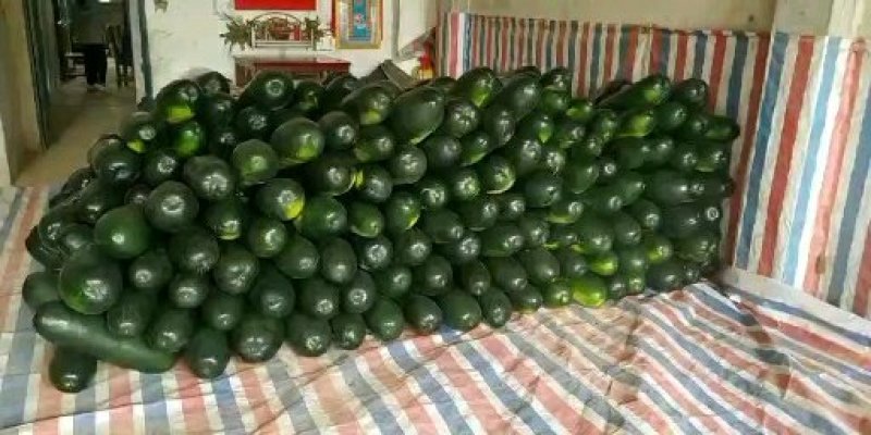 精品地冬瓜大量上市产地直销一手货源保质保量批发