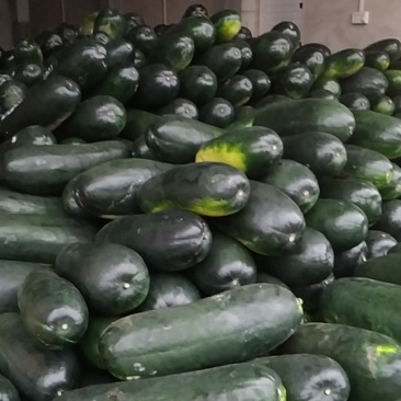 精品地冬瓜大量上市产地直销一手货源保质保量批发