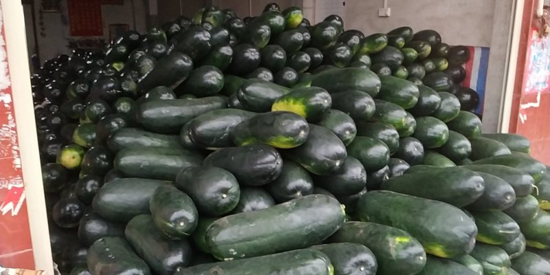 精品地冬瓜大量上市产地直销一手货源保质保量批发