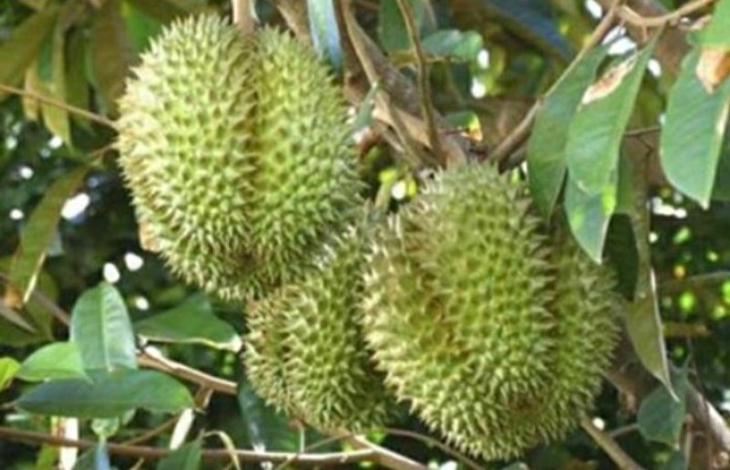 大量供应榴莲苗
