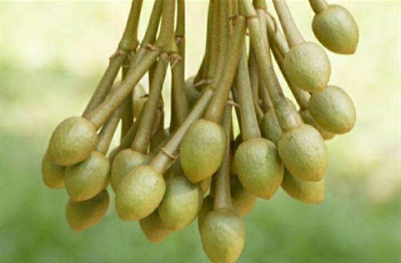 大量供应榴莲苗