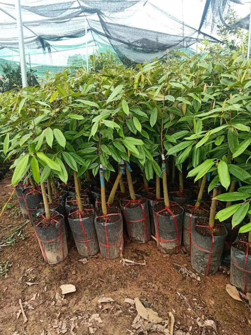 大量供应榴莲苗