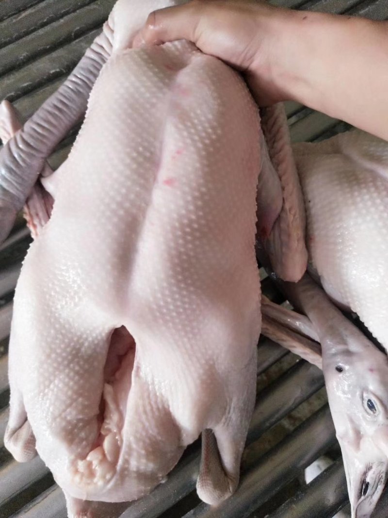广东正宗清远黑棕鹅乌棕鹅草鹅