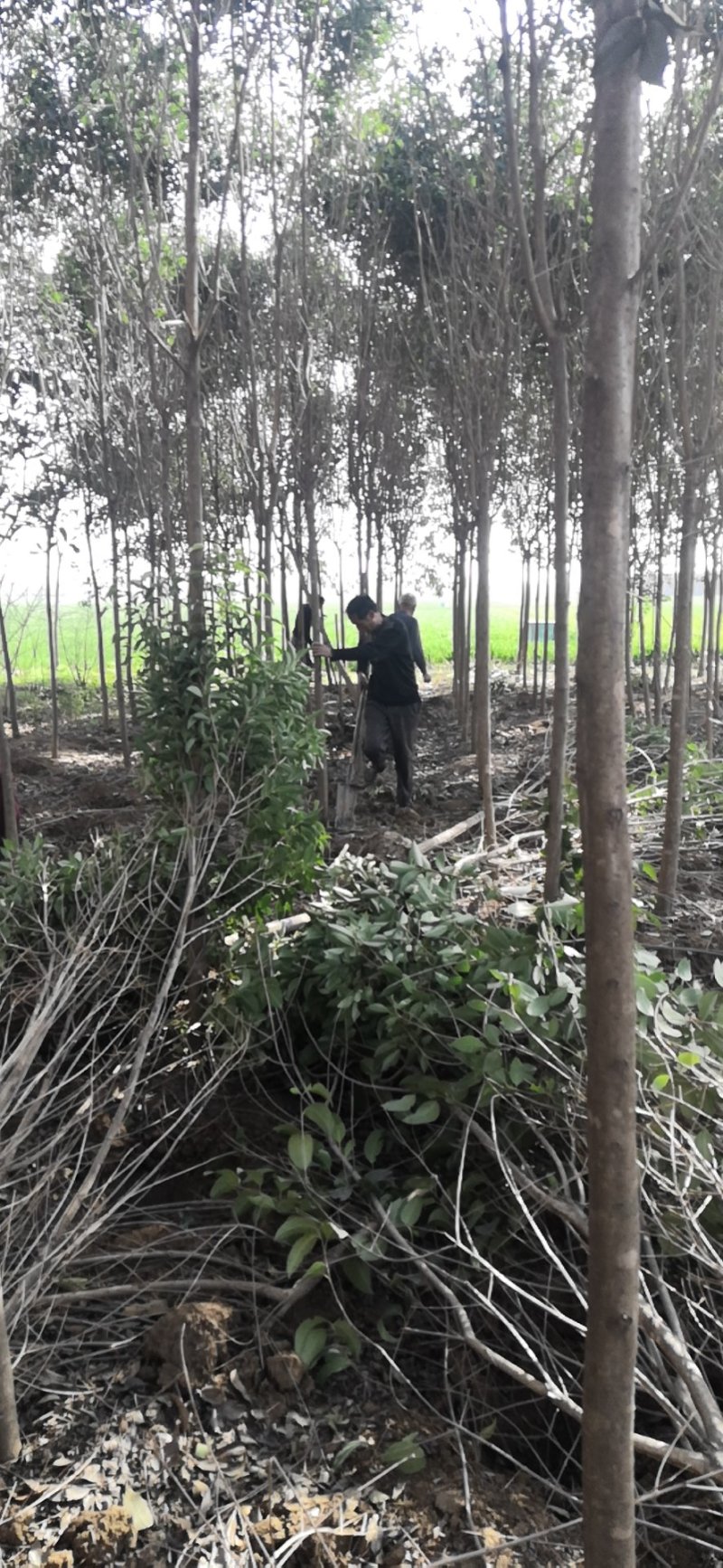 大叶女贞5-8公分大叶女贞热销中，基地直供，保质保量