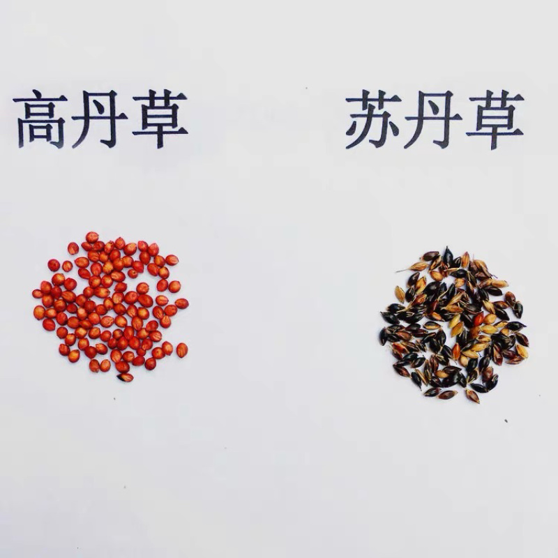【牛商推荐】种子苏丹草种子喂鱼猪牛羊鸡鸭鹅四季高产草籽