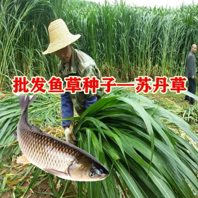 【牛商推荐】种子苏丹草种子喂鱼猪牛羊鸡鸭鹅四季高产草籽