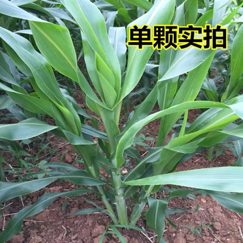 【牛商推荐】种子苏丹草种子喂鱼猪牛羊鸡鸭鹅四季高产草籽