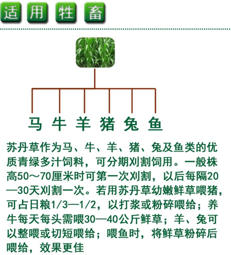 【牛商推荐】种子苏丹草种子喂鱼猪牛羊鸡鸭鹅四季高产草籽