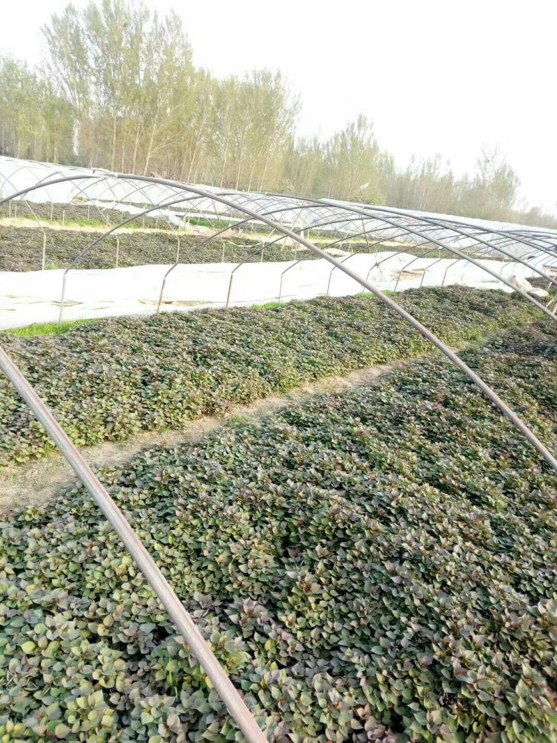 25年脱毒红薯苗烟薯苗红薯苗，一手货源欢迎