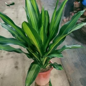 金心也门铁，好货，好货，好货