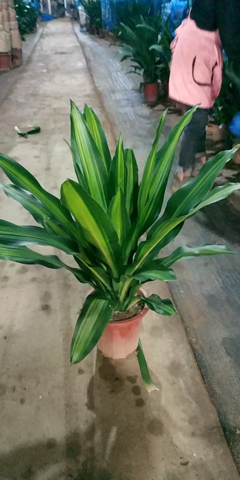 金心也门铁，好货，好货，好货
