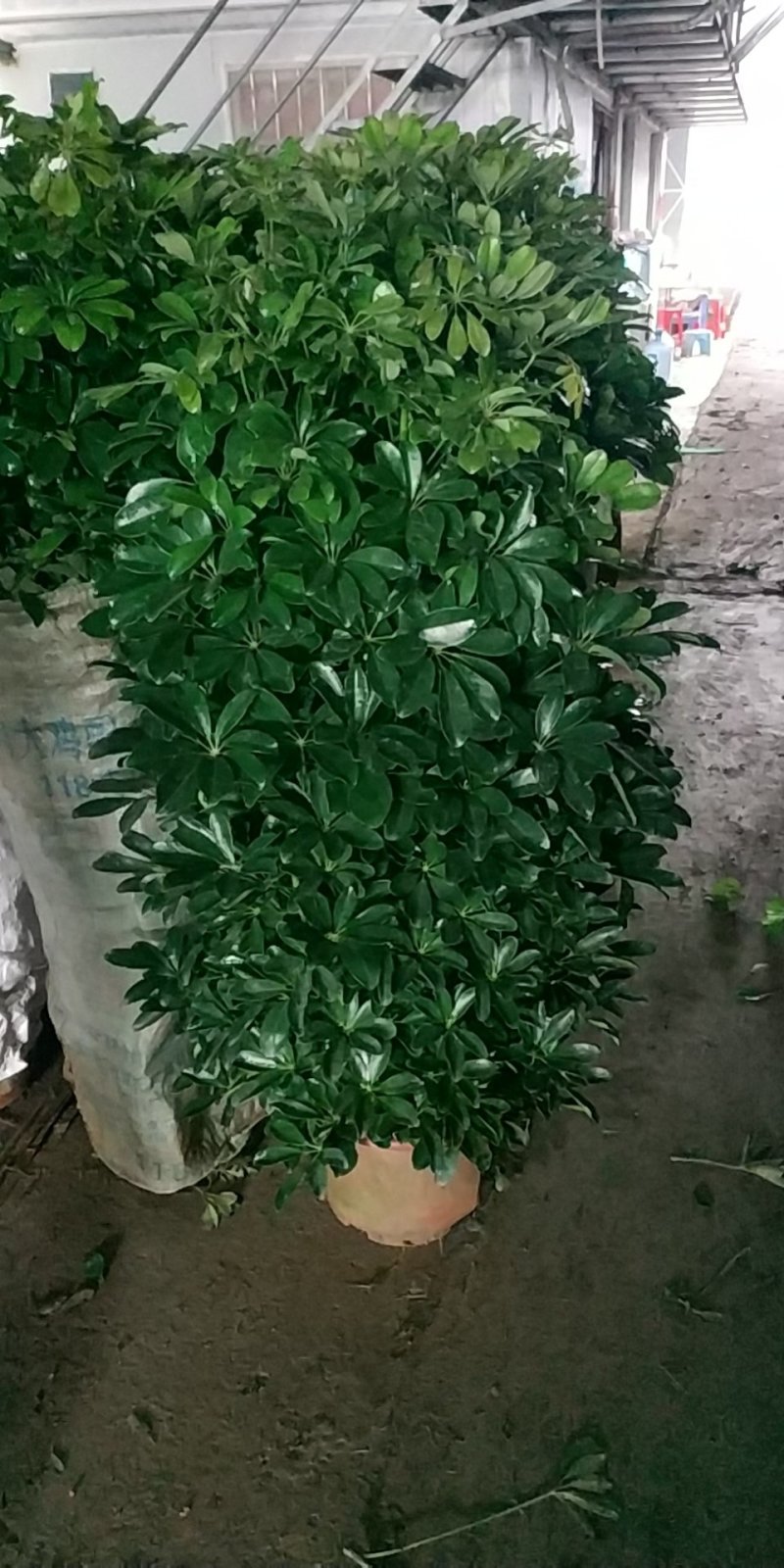 鸭脚木，好货，好货，好货