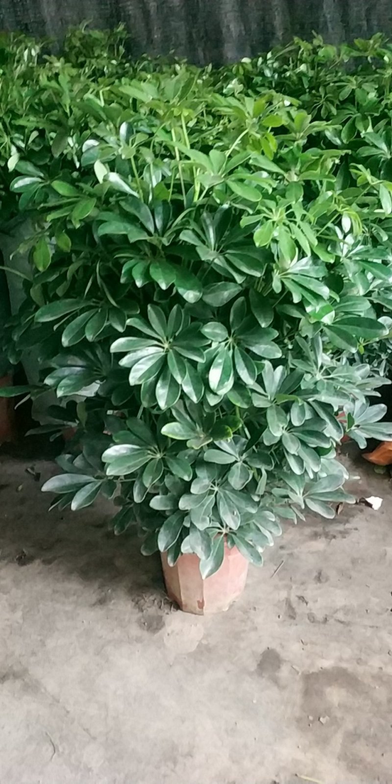 鸭脚木，好货，好货，好货