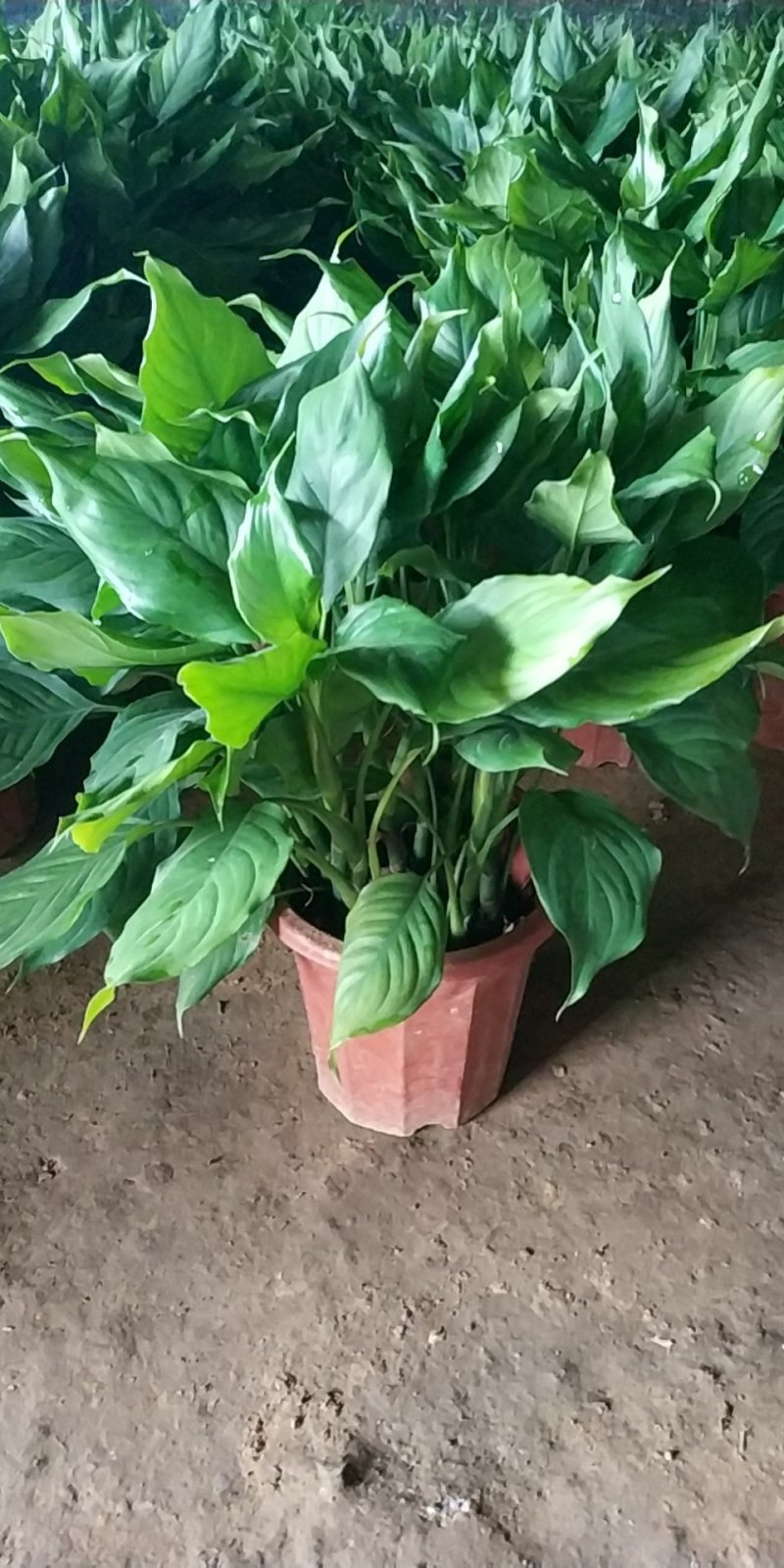 万年青，好货，好货，好货