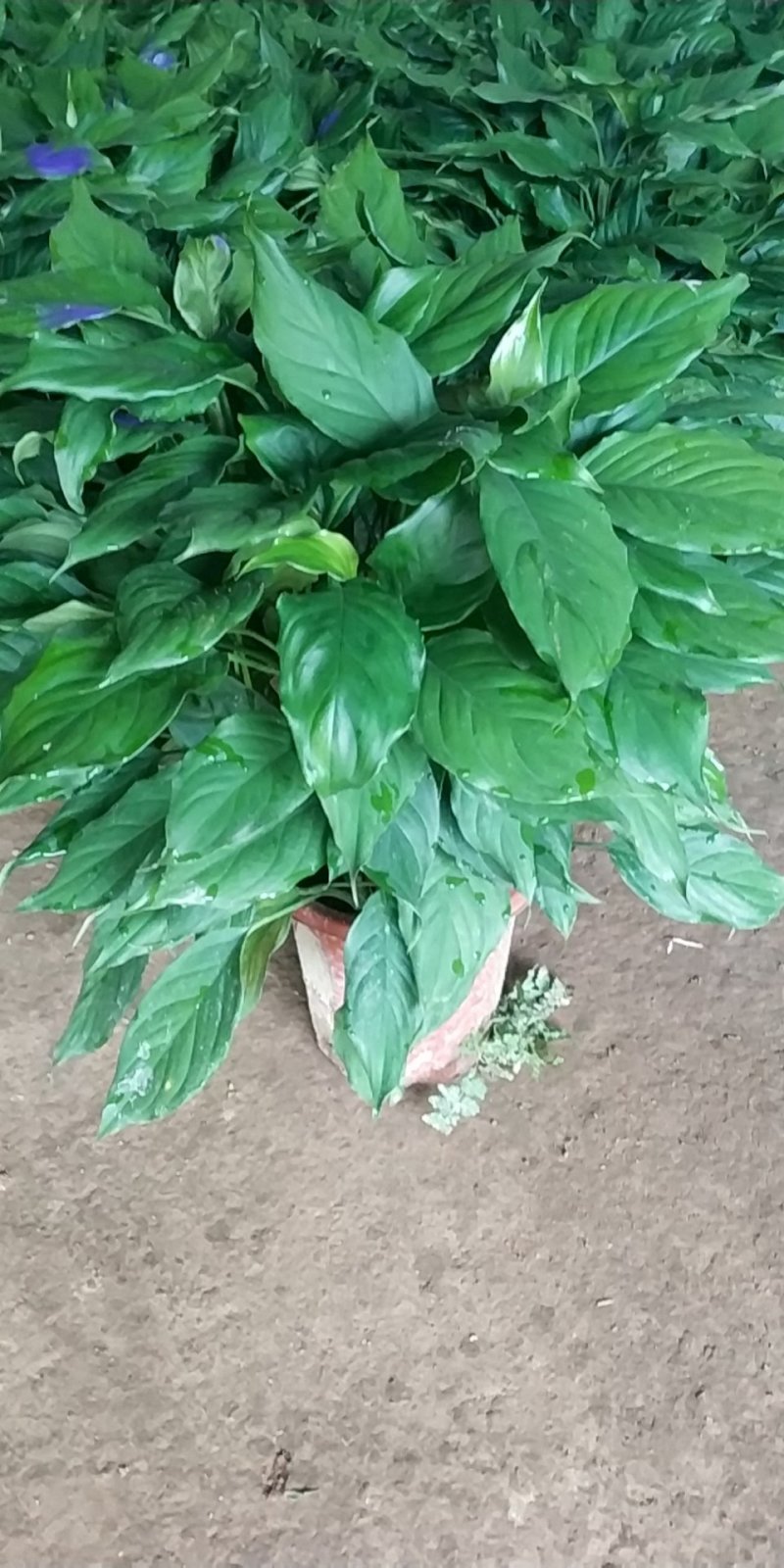 万年青，好货，好货，好货